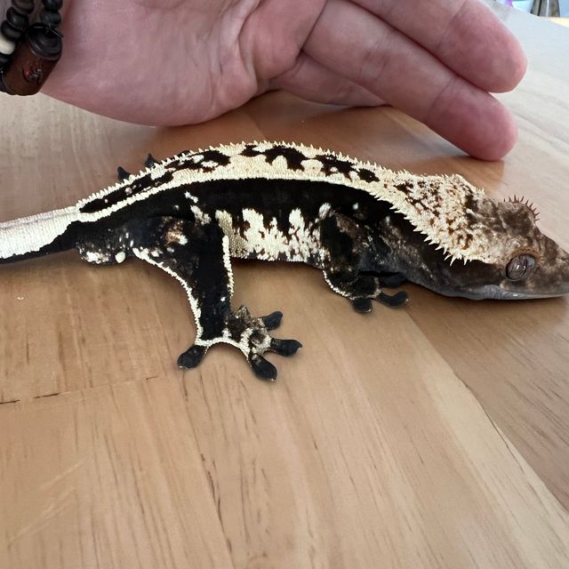 풀핀