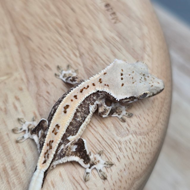 릴리100%헷아잔틱