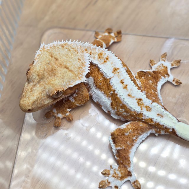 릴리100%헷아잔틱