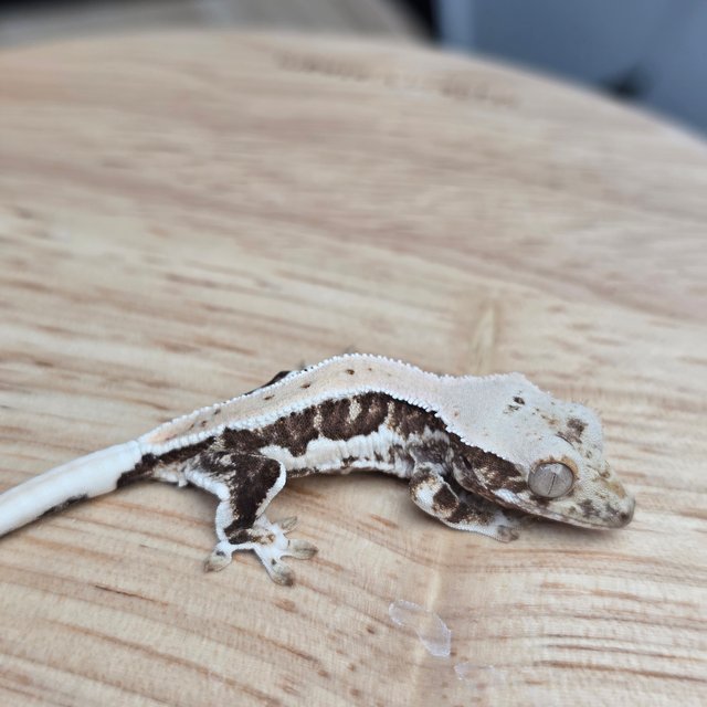 릴리100%헷아잔틱