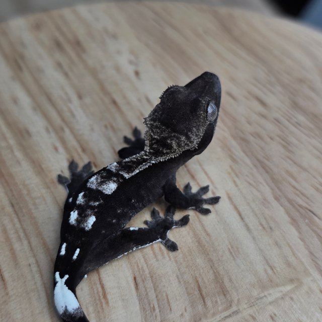 아잔틱 카푸치노