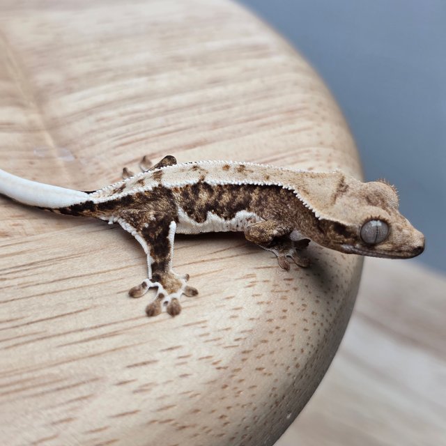 릴리100%헷아잔틱