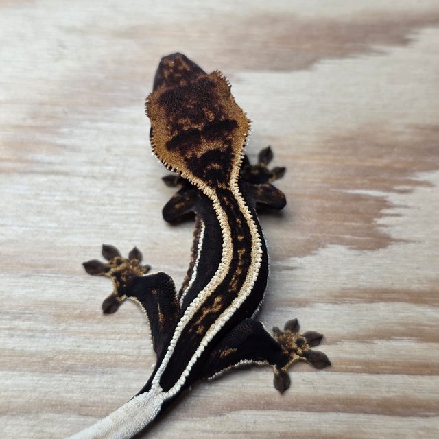 엠티백 슈퍼스트라이프