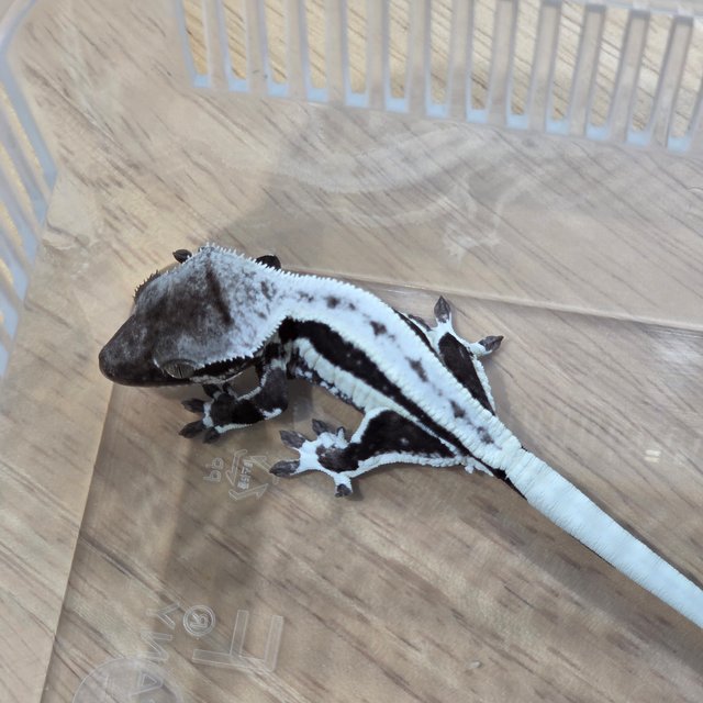 릴잔틱