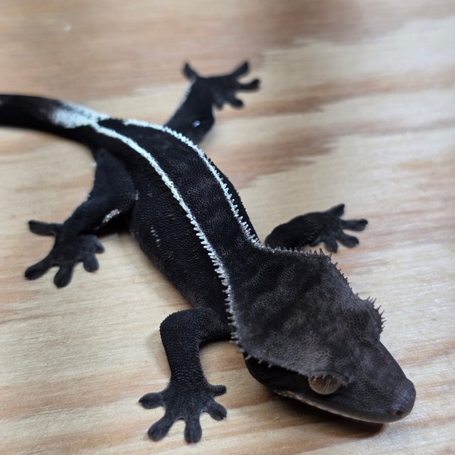 아잔틱 핀스트라이프