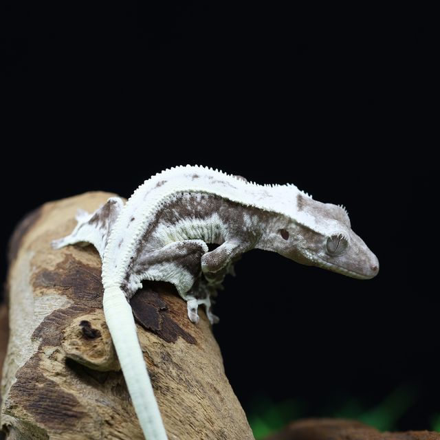 릴잔틱