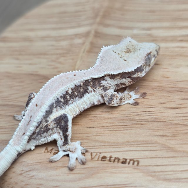 릴리100%헷아잔틱