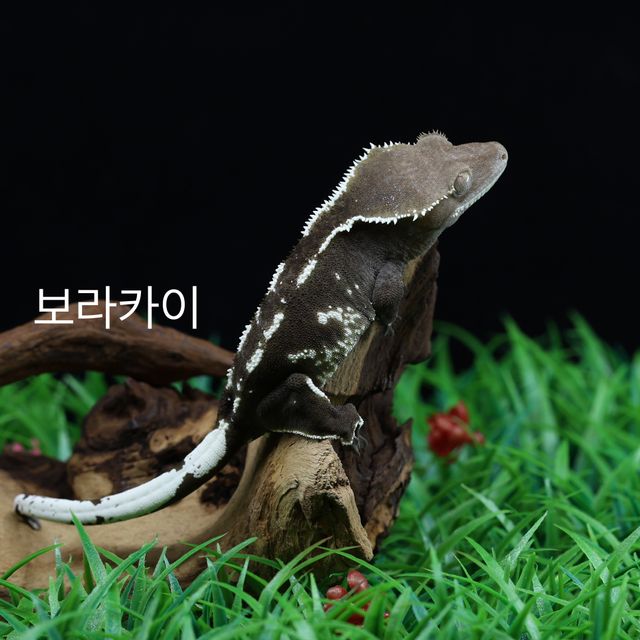 아잔틱