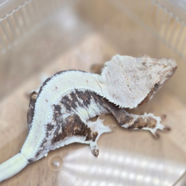 릴리100%헷아잔틱