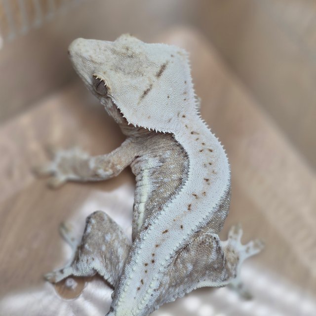 릴리100%헷아잔틱