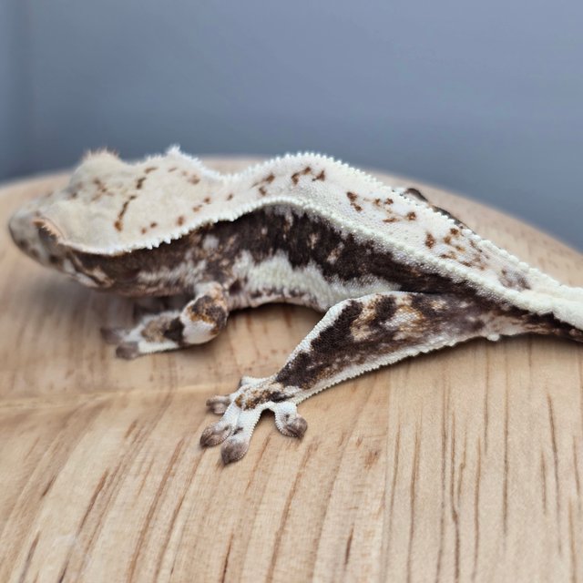 릴리100%헷아잔틱