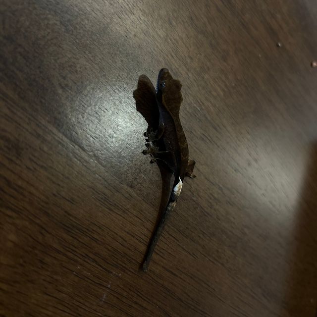 팬텀 챠콜