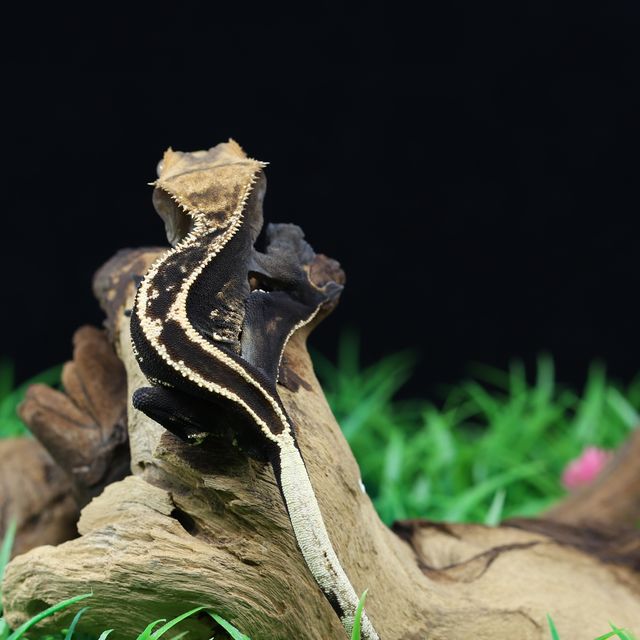 100%헷아잔틱 엠티백 오닉스