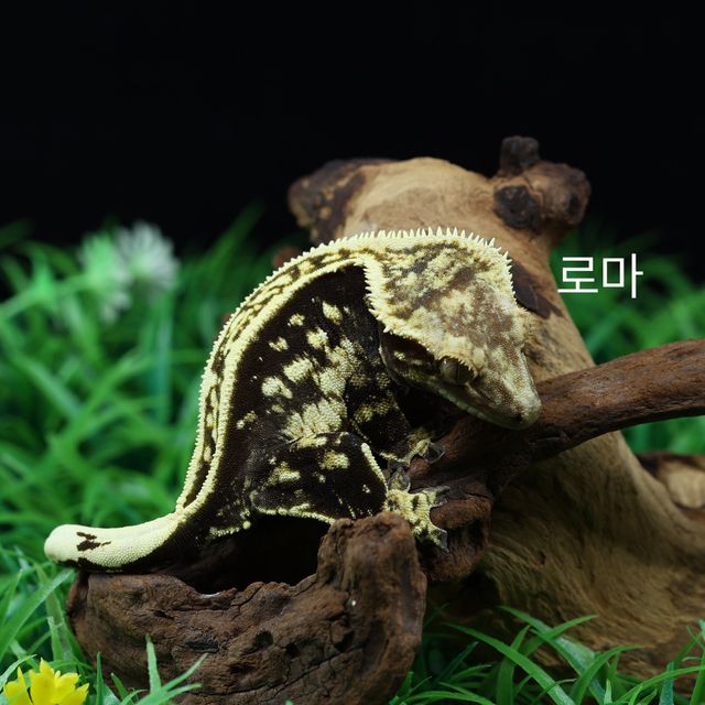 오닉스 풀핀