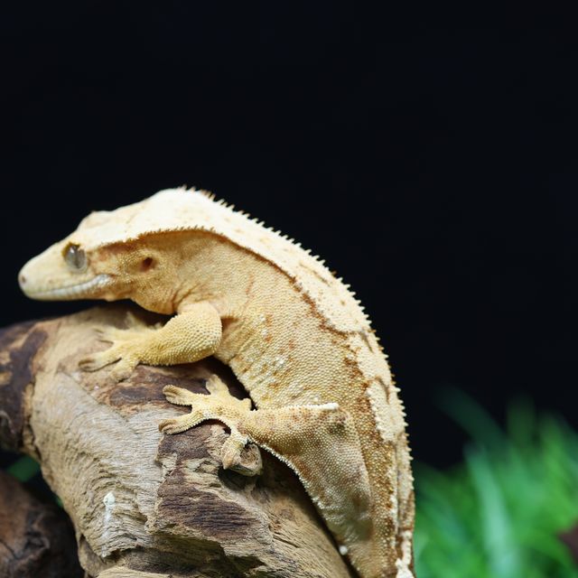 100%헷아잔틱