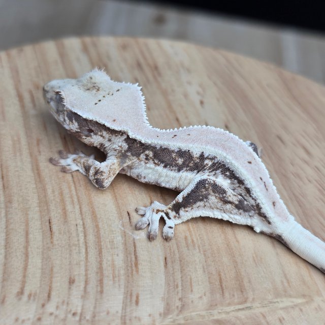 릴리100%헷아잔틱