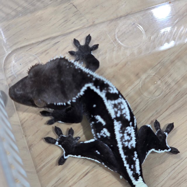 아잔틱