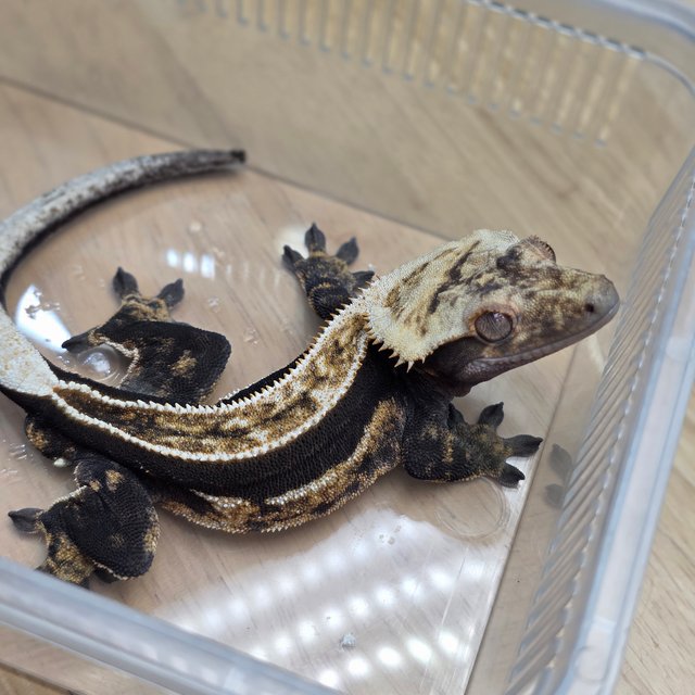 100%헷아잔틱 쿼드 풀핀