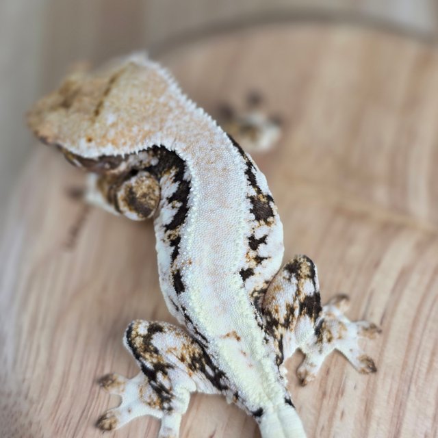 릴리100%헷아잔틱