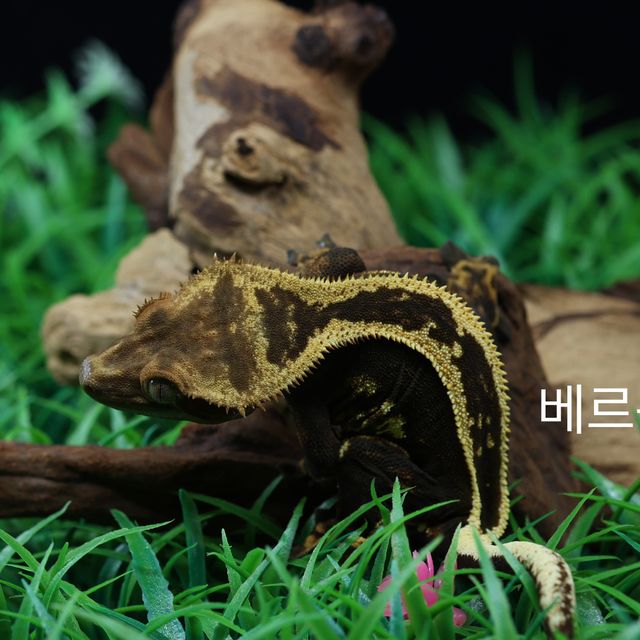 슈퍼스트라이프