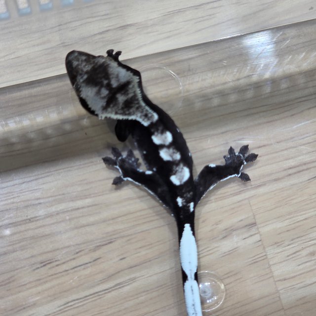아잔틱