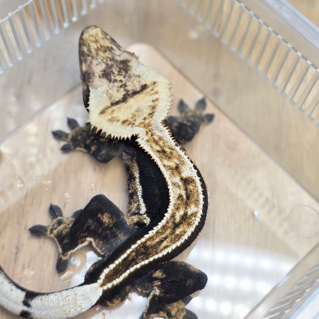 100%헷아잔틱 쿼드 풀핀