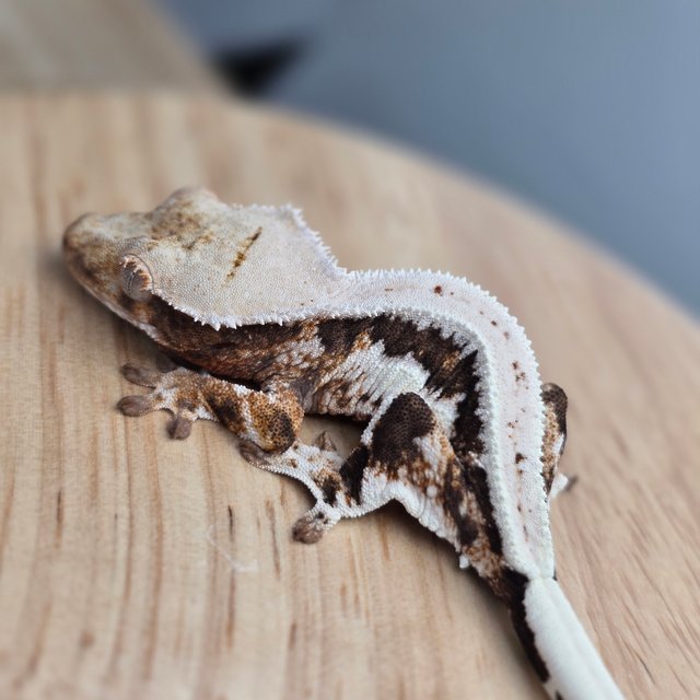 릴리100%헷아잔틱