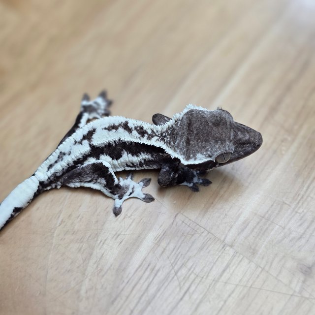 프라푸치노 릴잔틱