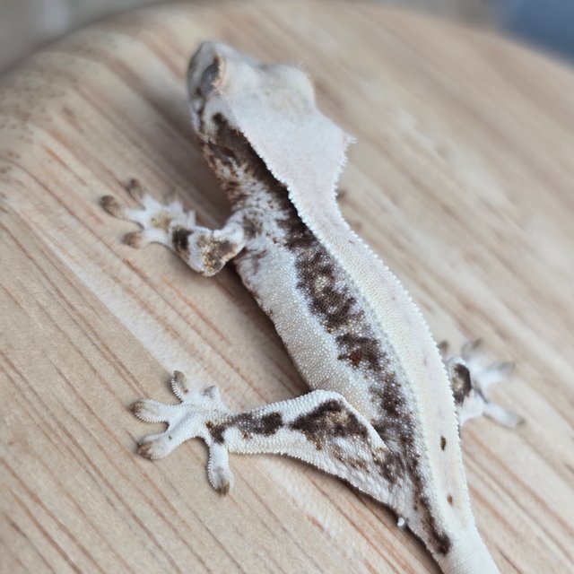 릴리100%헷아잔틱