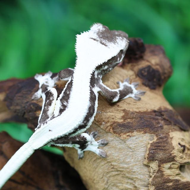 릴잔틱