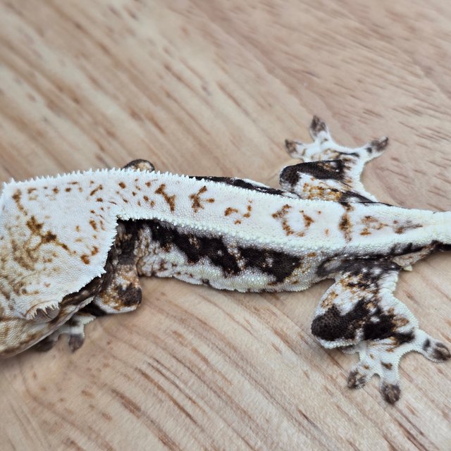 릴리100%헷아잔틱