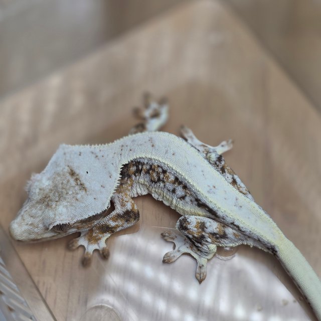 릴리100%헷아잔틱