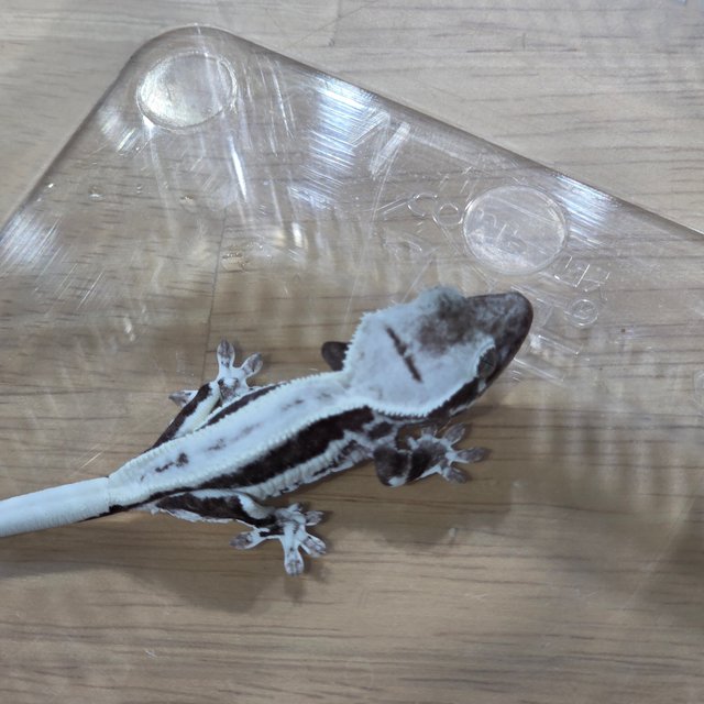릴잔틱