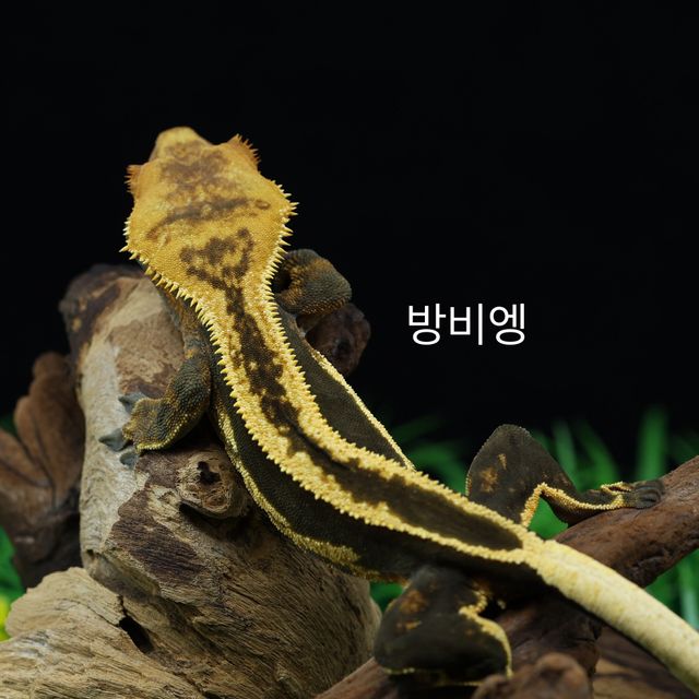 오닉스 슈퍼스트라이프