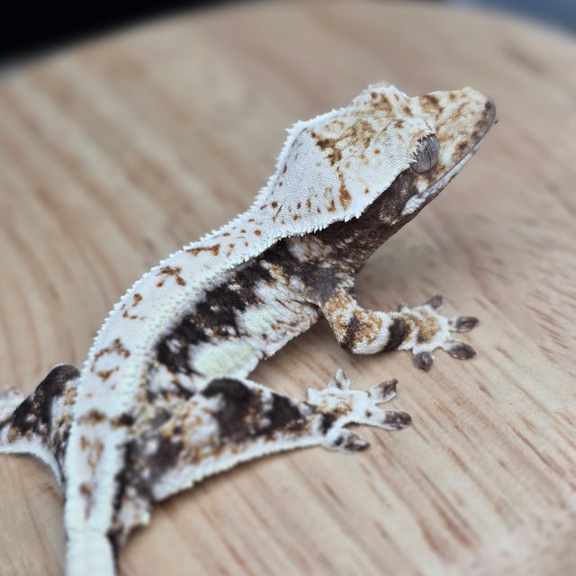 릴리100%헷아잔틱