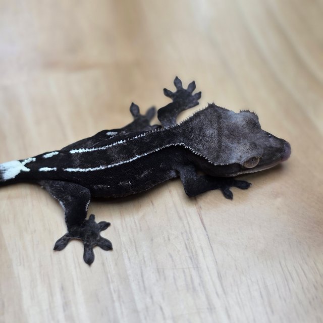 아잔틱 카푸치노