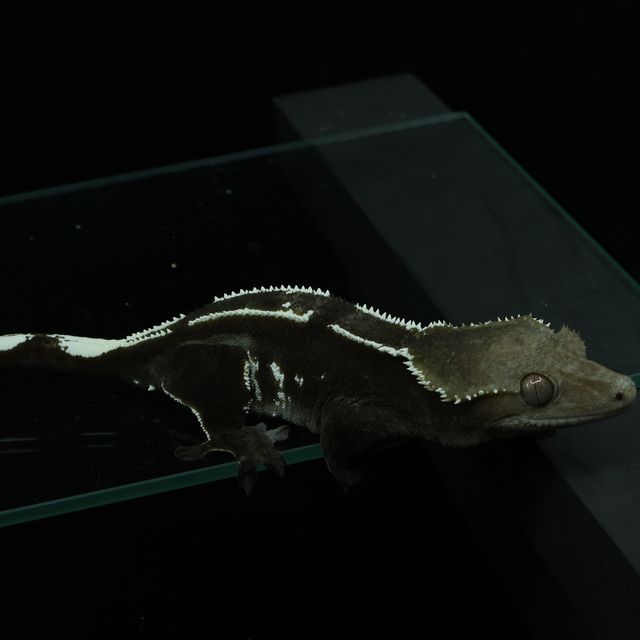 아잔틱