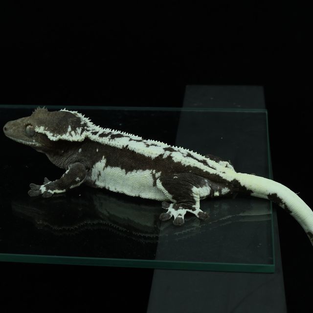 릴잔틱