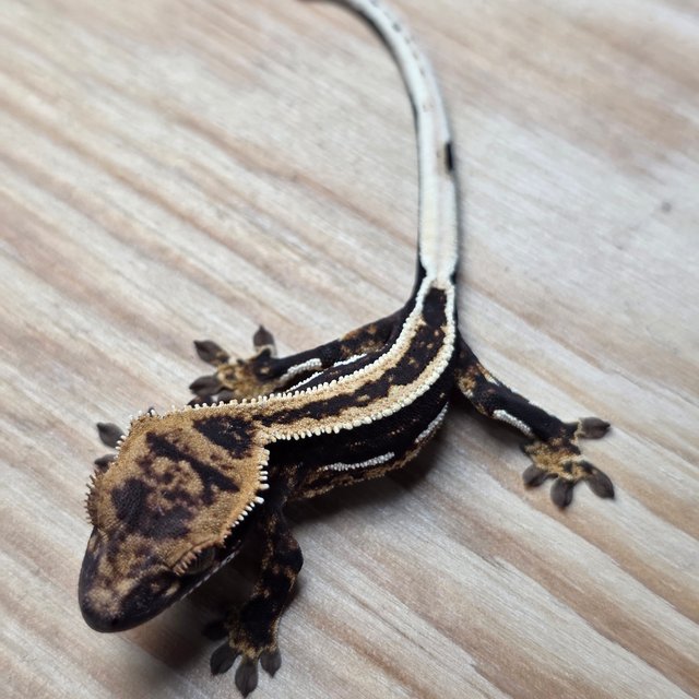 엠티백 슈퍼스트라이프