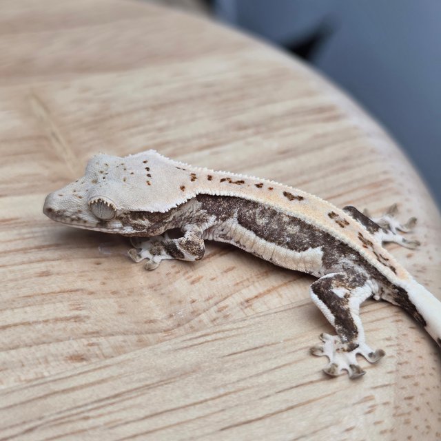 릴리100%헷아잔틱