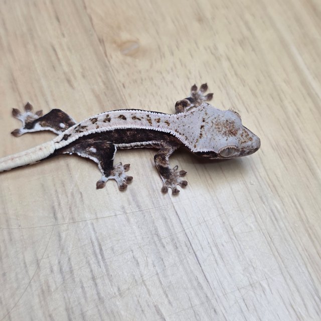 릴리100%헷아잔틱