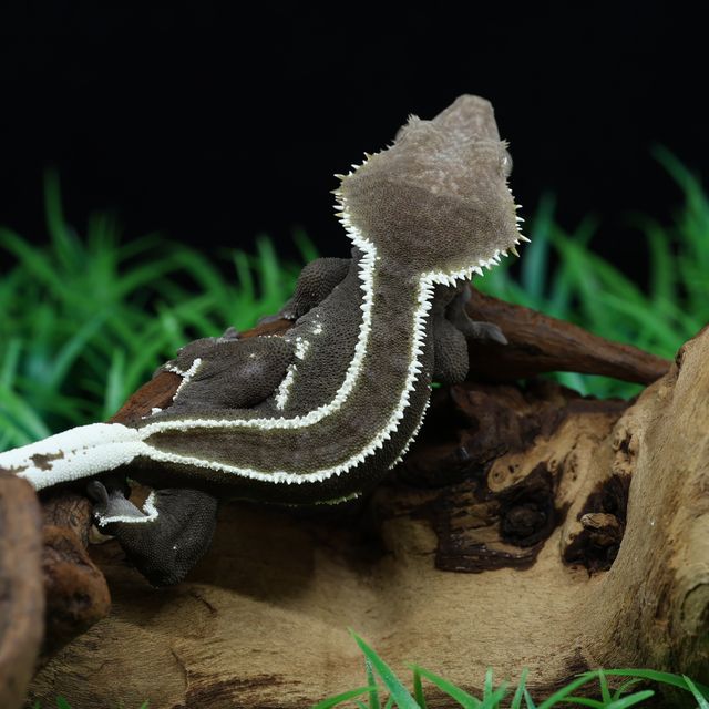 아잔틱