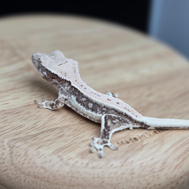 릴리100%헷아잔틱