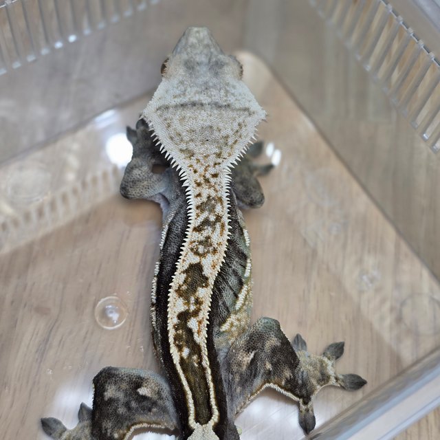 100%헷아잔틱 풀핀