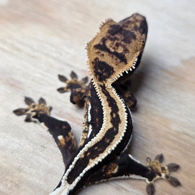 엠티백 슈퍼스트라이프