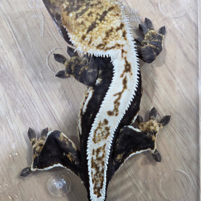 100%헷아잔틱 블랙 풀핀