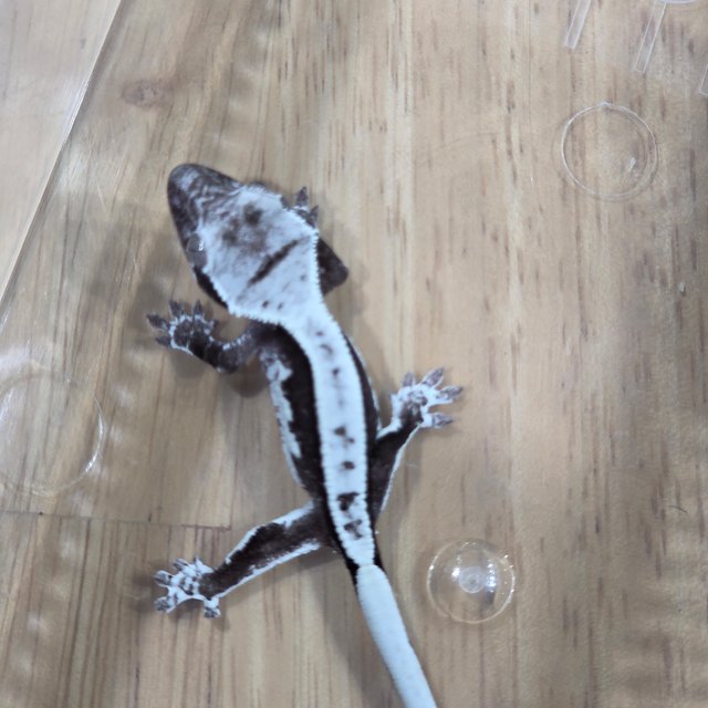 릴잔틱