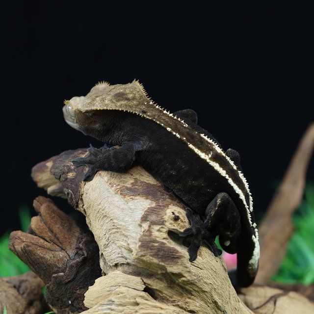 카푸치노 100%헷아잔틱