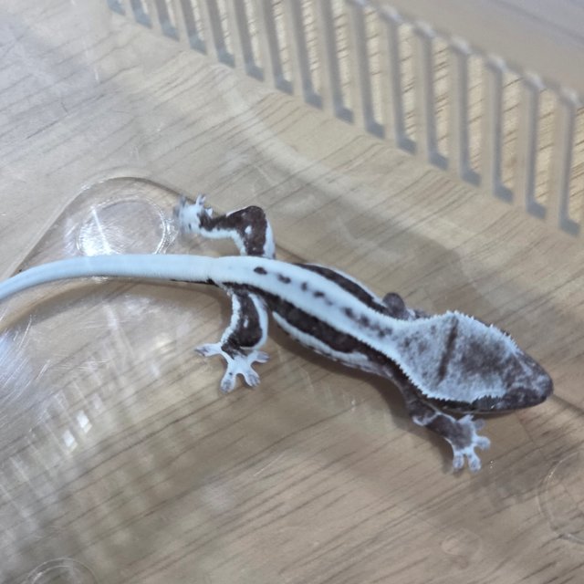 릴잔틱