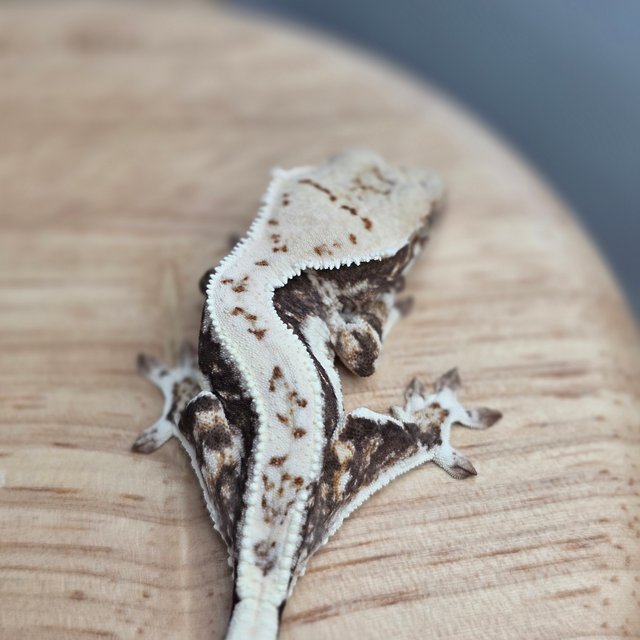 릴리100%헷아잔틱